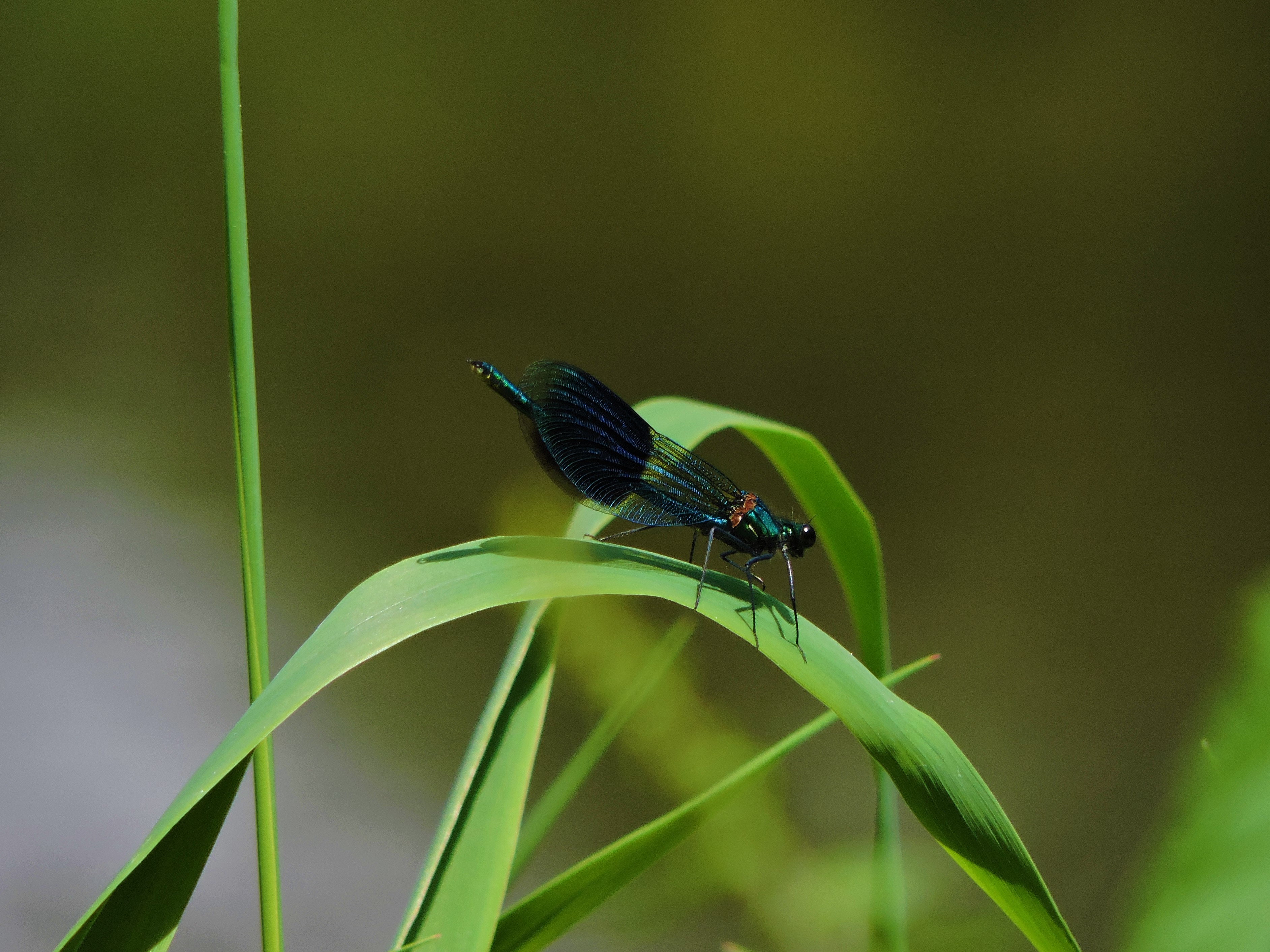 Beekjuffer in de vallei van de Semois